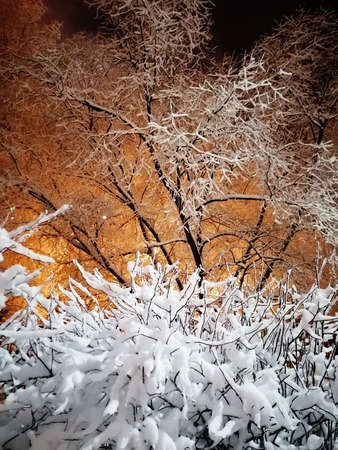 winter night landscape, branches covered with snowの写真素材
