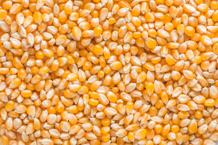 Corn seeds textureの写真素材