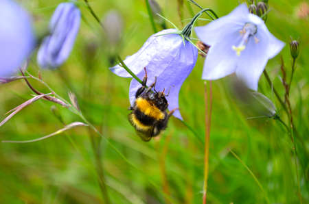 Bumblebee on a bluebell bellflowerの写真素材