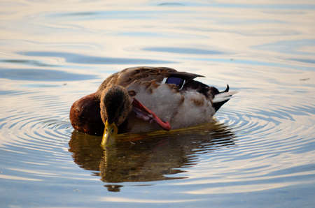 Male mallard duck scratching an itch out on the pondの写真素材