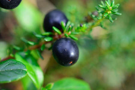 Crow Berry heather in Norway in summerの写真素材