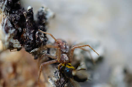 spider on a birch tree devouring a flyの写真素材