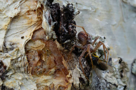 spider on a birch tree devouring a flyの写真素材