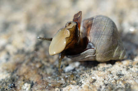 Snail coming out of its house to get some warming sunshine on a sea shore rockの写真素材