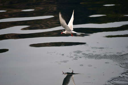 Artic Tern bird had a successful hunting as he flies away with a small fish in its beak close to the ocean surfaceの写真素材