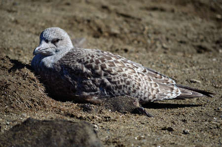 Vigilant nesting big white seagull on a sandy shore in the summerの写真素材