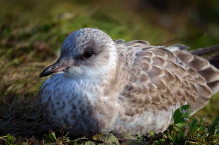 Seagull resting in the summer sunの写真素材