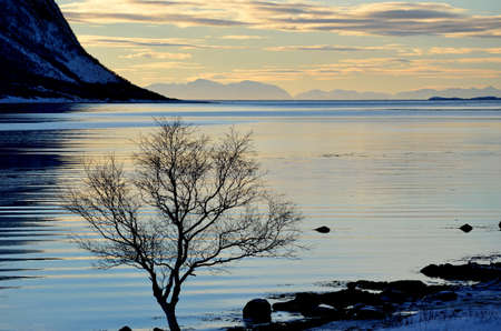 single tree in front of a majestic blue fjord with stunning sky and mountainsの写真素材