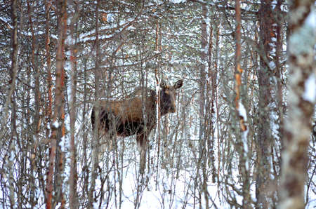 female moose walking in winter forestの写真素材