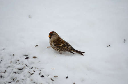 Redpoll bird feeding on birdseeds in winter