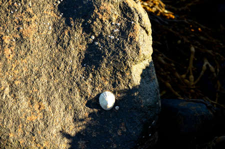 small white shell on sea shore rock