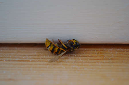 dead wasp indoorsの写真素材