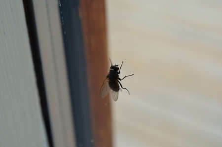 houseflie on window