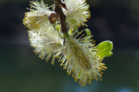 Beautiful Great Sallow tree blooming