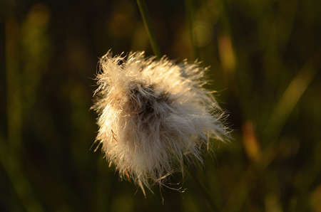 Beautiful eriophorum plant in the windの写真素材