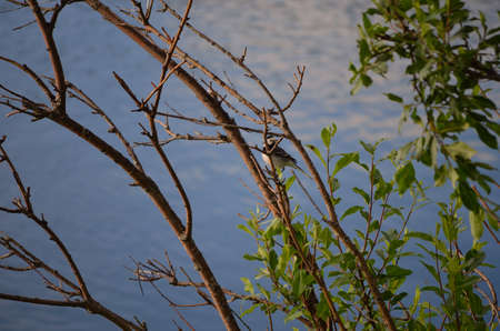 small sparrow sitting in a small tree by the river in summerの写真素材