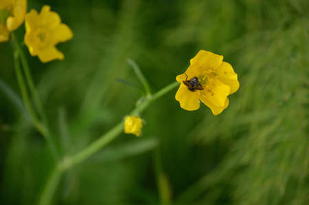 insect in a buttercup flower in summer