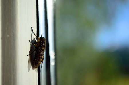 horse fly on window glass in summer sun macro photoの写真素材