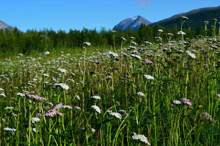 white caraway field in the summerの写真素材