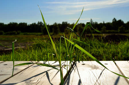 vibrant green grass straws in the summer sun with a vibrant blue sky and sunshineの写真素材
