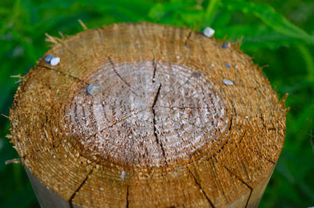 pole cut in half revealing growth ringsの写真素材