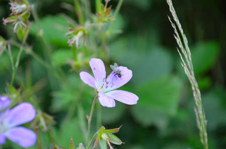 Blue and violet Charity flowers in the wildの写真素材