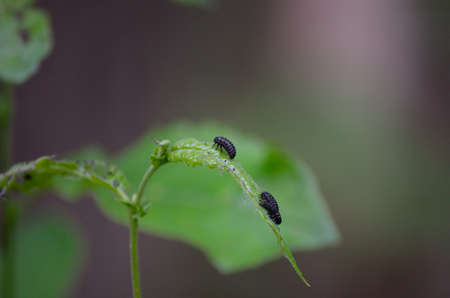black caterpillars on leaves infestation in summerの写真素材