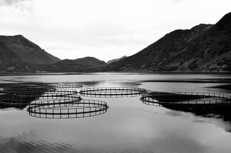 Aquafarming in the ocean in summer with mountain background in Norwayの写真素材