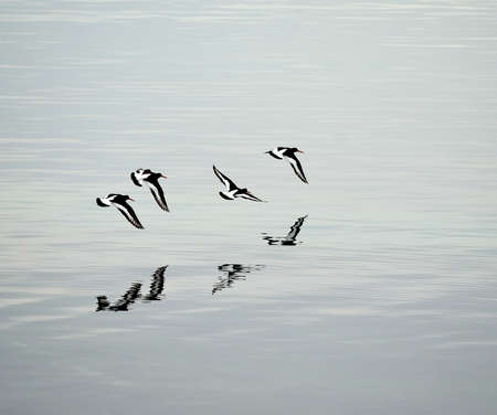 Flock of oystercatcher s flying away over calm fjord surface in summerの写真素材