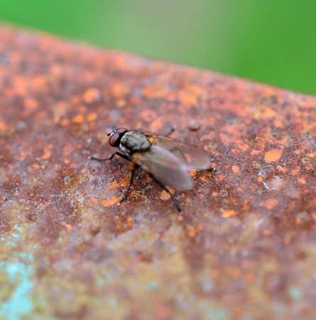 small fly on rusted metal plate macro