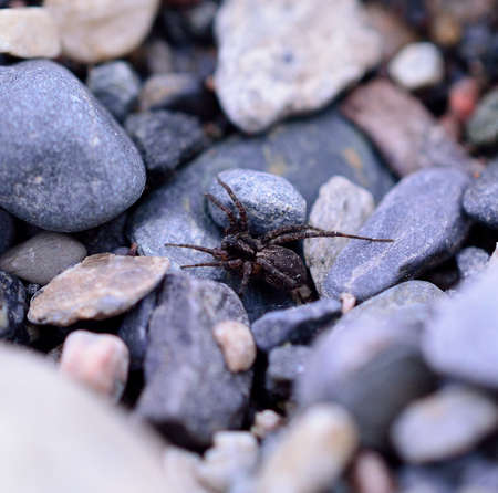 big spider on rocky ground in summer macro photoの写真素材