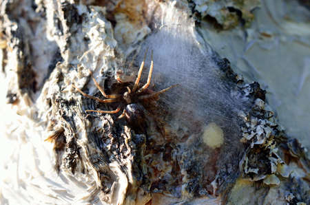 spider mother protecting eggs behind spider silk on tree surface in summer macri photoの写真素材