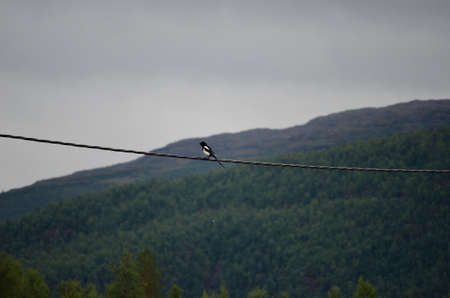 single crow bird on telephone wire