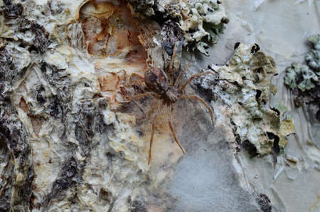 Spider mother is very protective of her youngs macro photoの写真素材