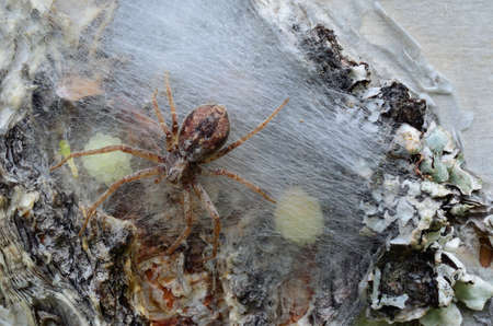 Spider mother checking her youngs on a birch tree macro photoの写真素材