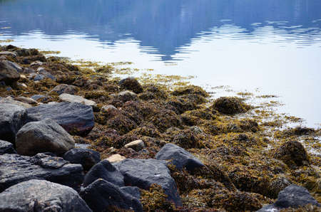 summer sea shore covered in thick seaweedの写真素材