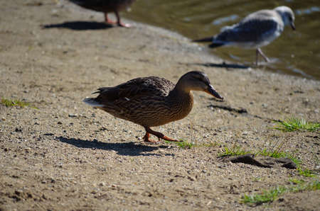 Beautiful brown duck walking on the sandy summer shoreの写真素材