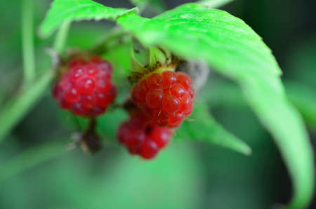 Beautiful and sweet red raspberry in the summer wild macro photo