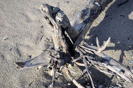dead tree trunk on sandy beachの写真素材