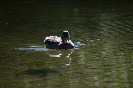 brown duck on pond water in summerの写真素材