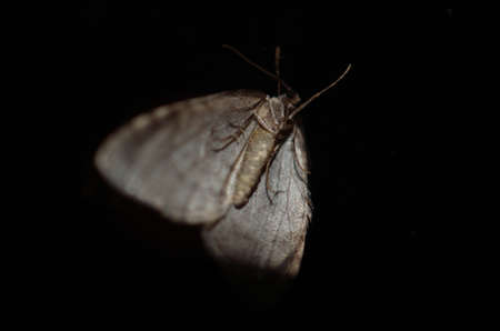Moth at midnight macro photoの写真素材