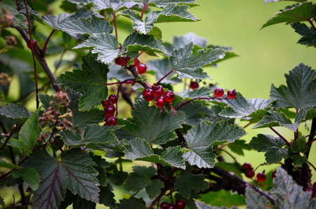 Red vivid and ripe redcurrant berries