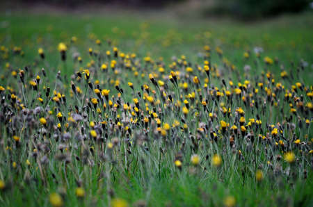Beautiful field in autumn covered in yellow dandelion flowers
