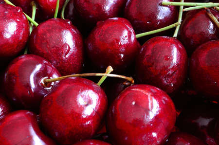 Beautiful vibrant wild cherry macro photo