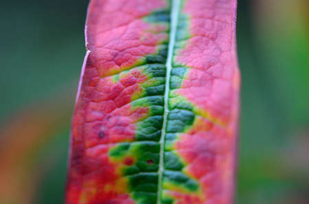 Beautiful colours on a Blood vine Plant as the autumn is closing in
