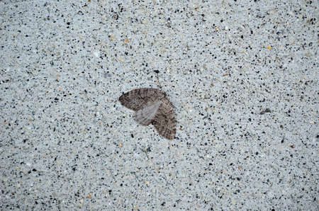grey moth blends in on grey wall macro photoの写真素材