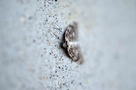 grey moth blends in on grey wall macro photoの写真素材