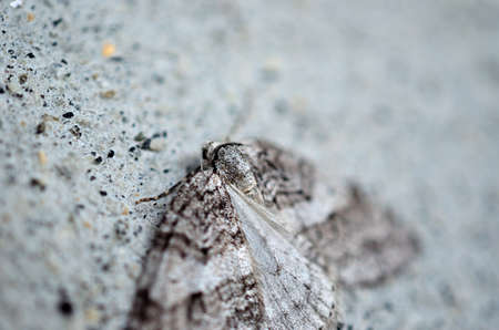grey moth blends in on grey wall macro photoの写真素材