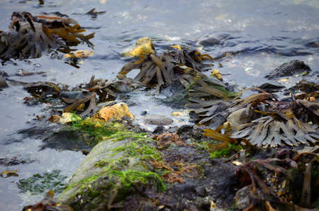 many items and colourful object on the low tide sea shoreの写真素材