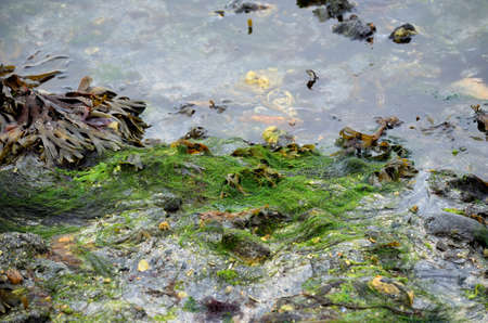 many items and colourful object on the low tide sea shoreの写真素材